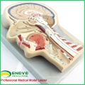 BRAIN02 (12399) modèle avancé de section de cerveau, 53 positions affichées cerveau